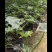 春羽福建漳州春羽场地直销现货供应