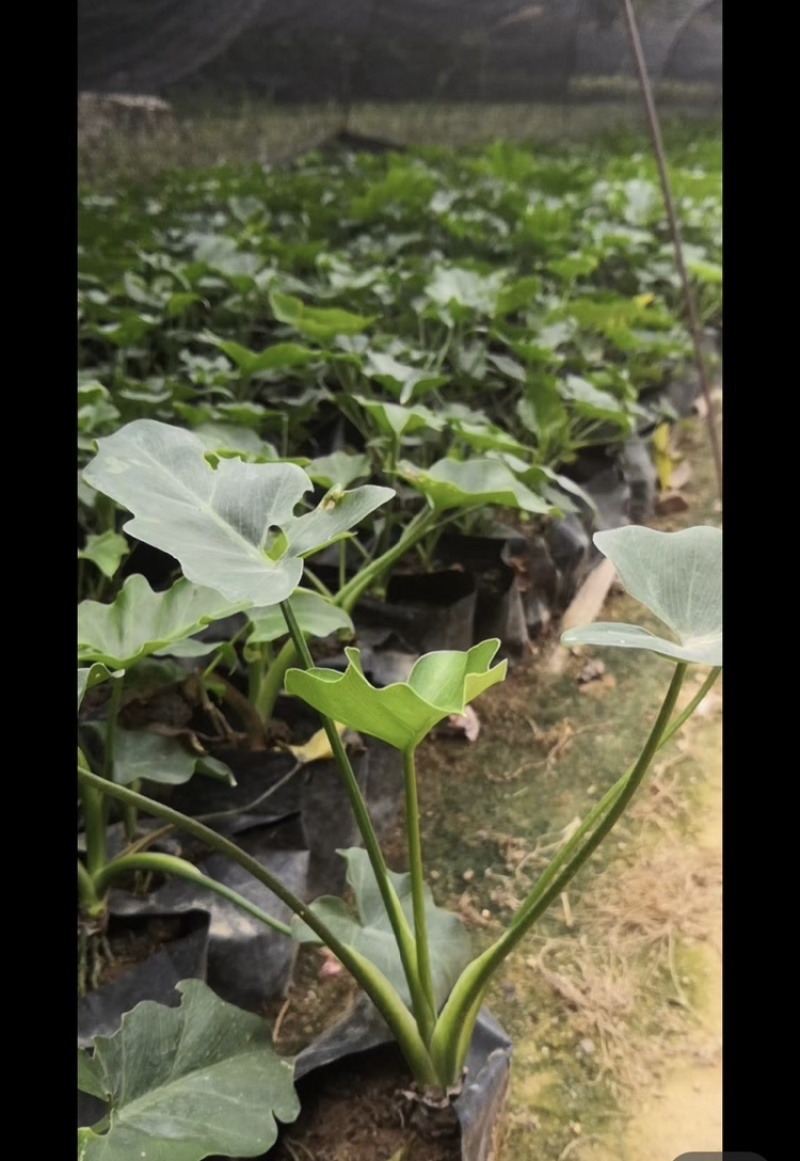 春羽福建漳州春羽场地直销现货供应