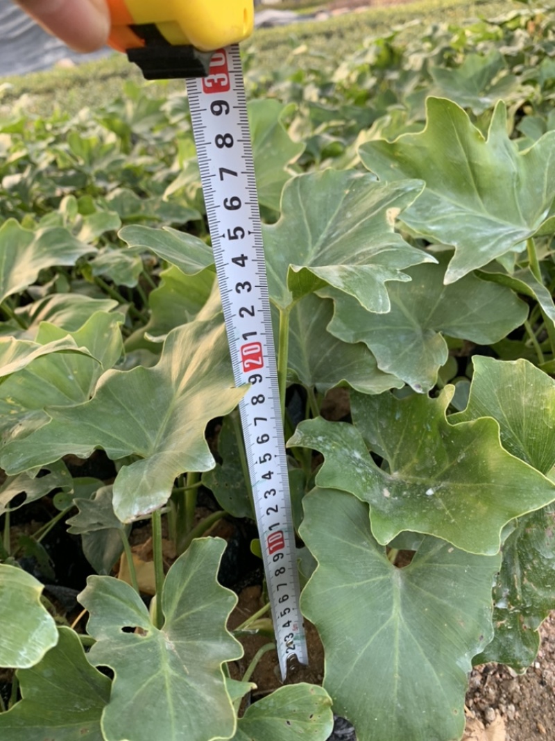 春羽福建漳州春羽场地直销现货供应