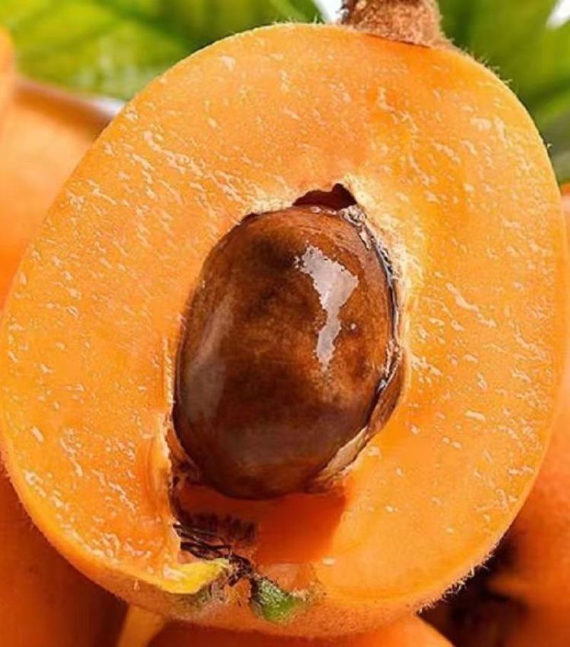 【实力商家】精选枇杷大量供应甜度高水分足品质保证