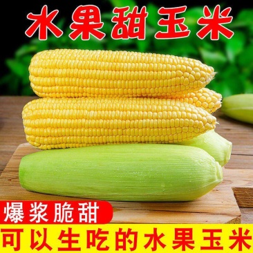 精品玉米太阳花玉米新鲜爆浆基地直供货源充足