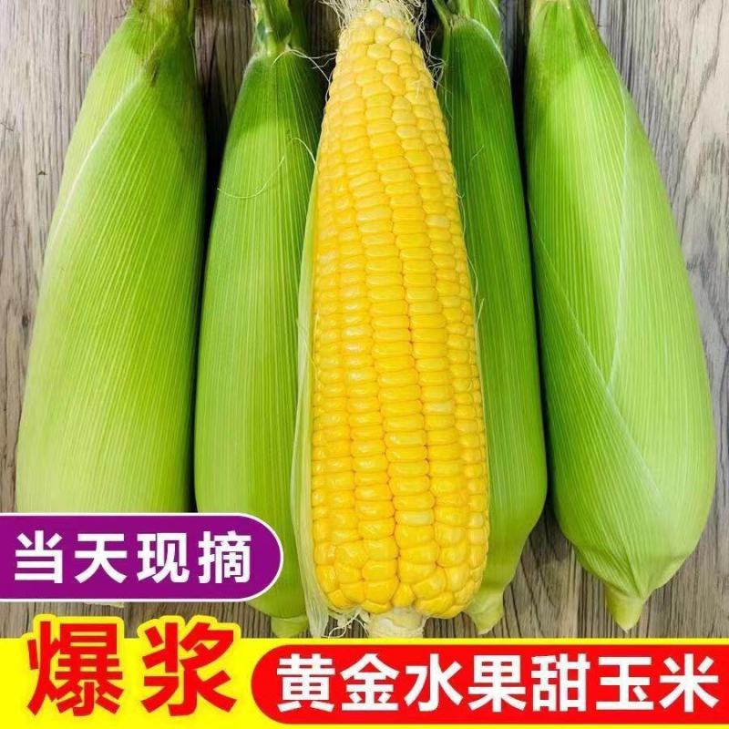 精品玉米太阳花玉米新鲜爆浆基地直供货源充足
