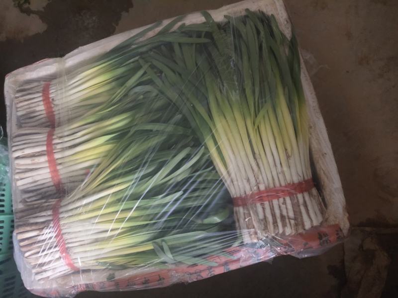 韭菜，新鲜现收，根粗叶子宽绿，味道浓浓的