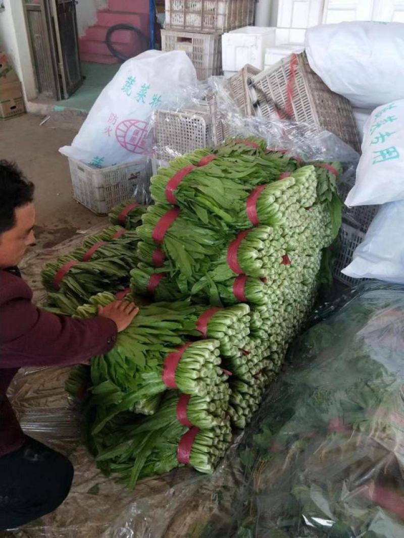 【精品】河北油麦菜基地发货品质保证价格美丽供餐饮商超