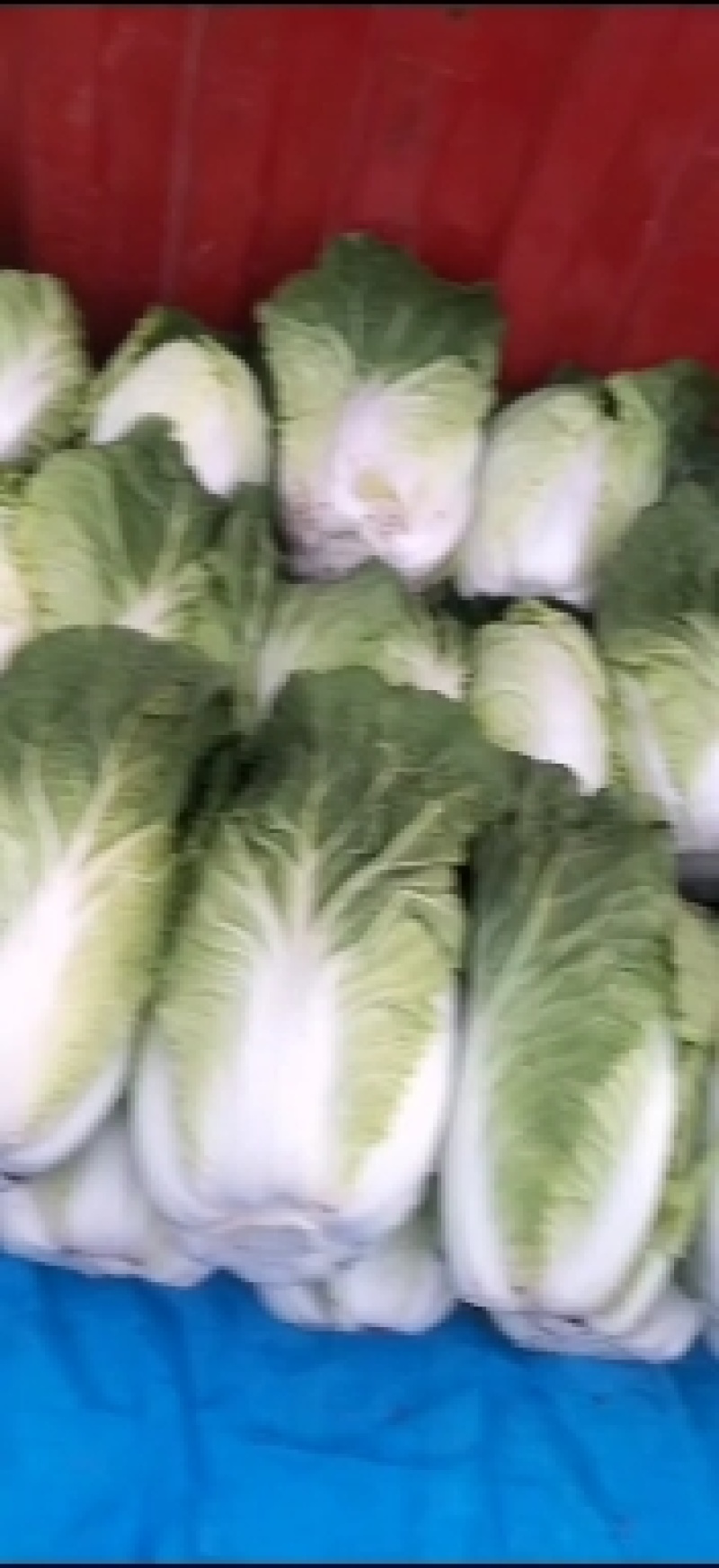 春白菜大量上市了，视频看货并可代发到各大批发市场