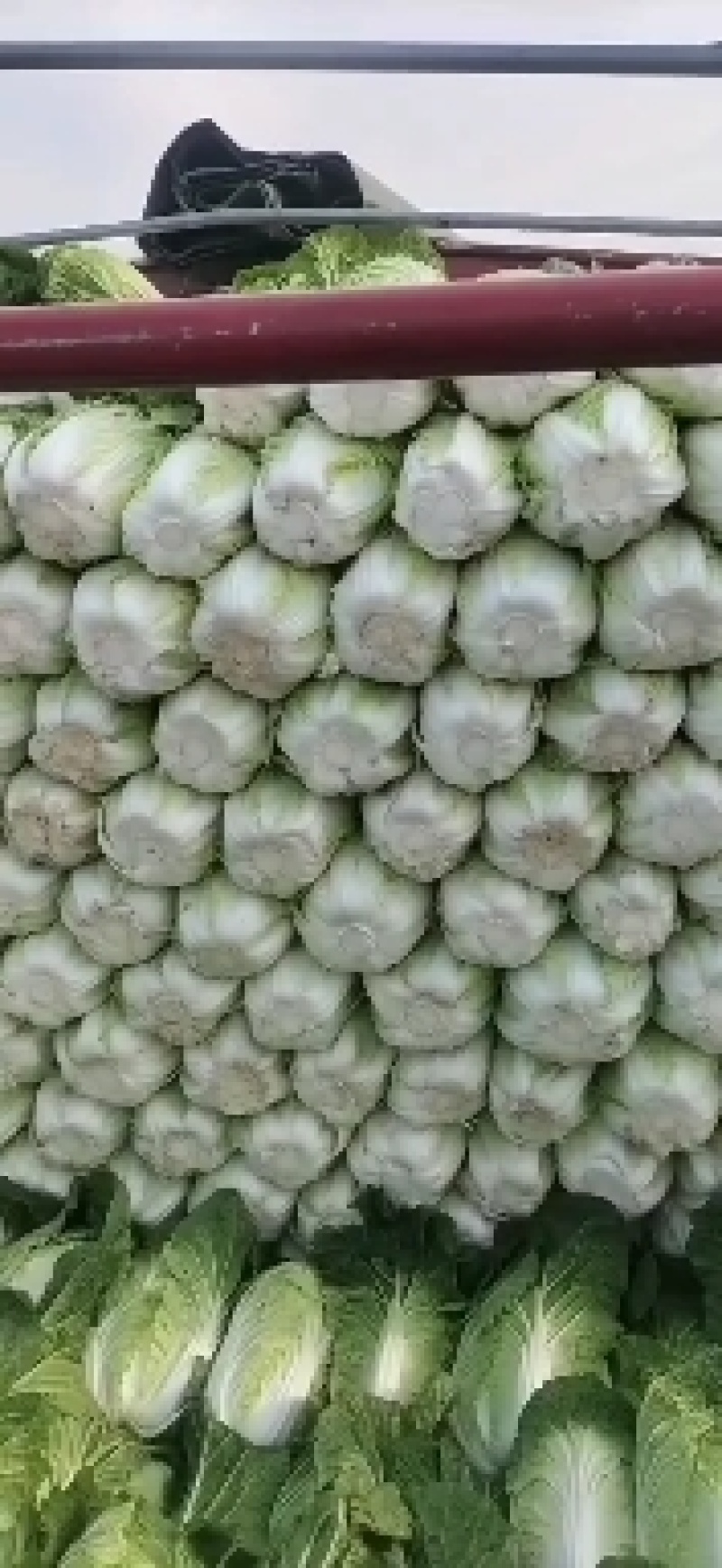春白菜大量上市了，视频看货并可代发到各大批发市场