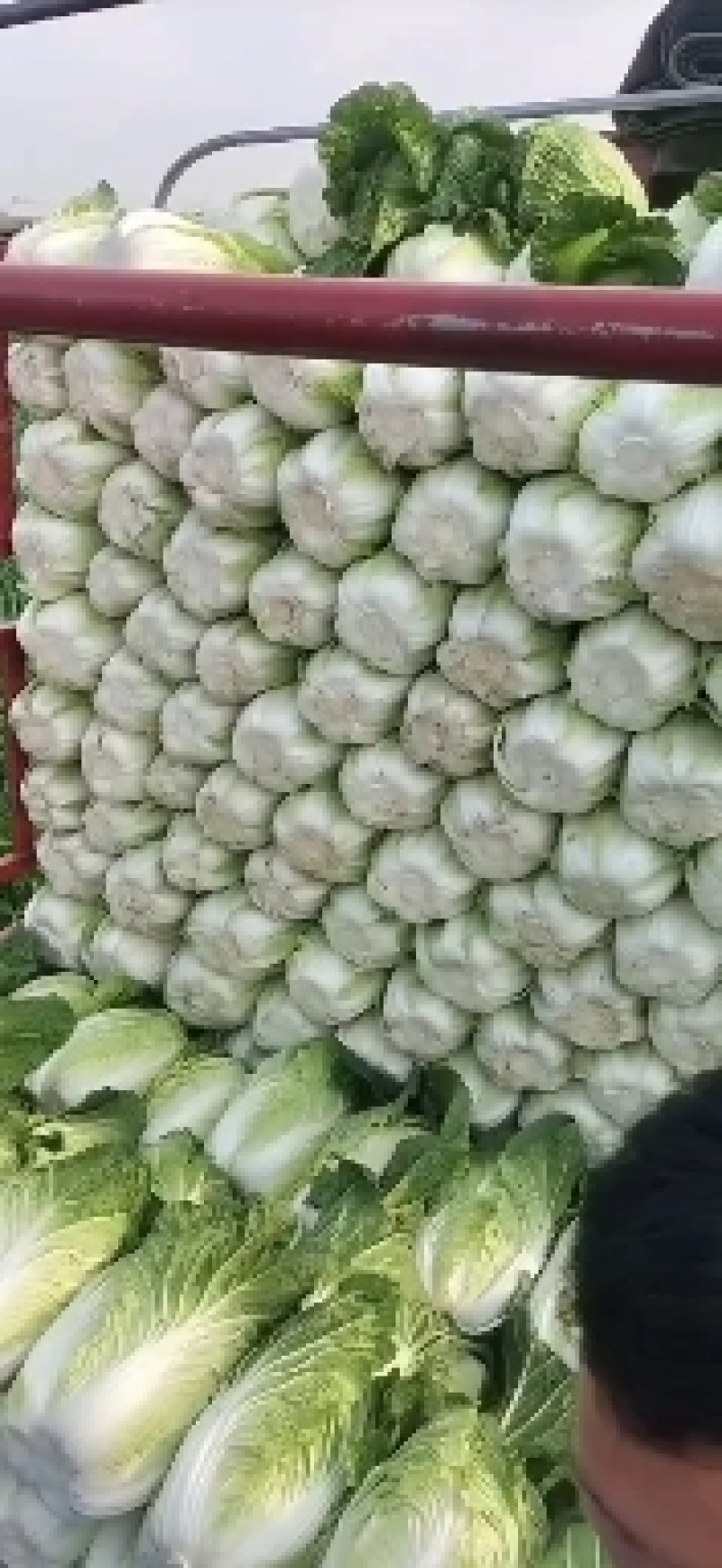 春白菜大量上市了，视频看货并可代发到各大批发市场