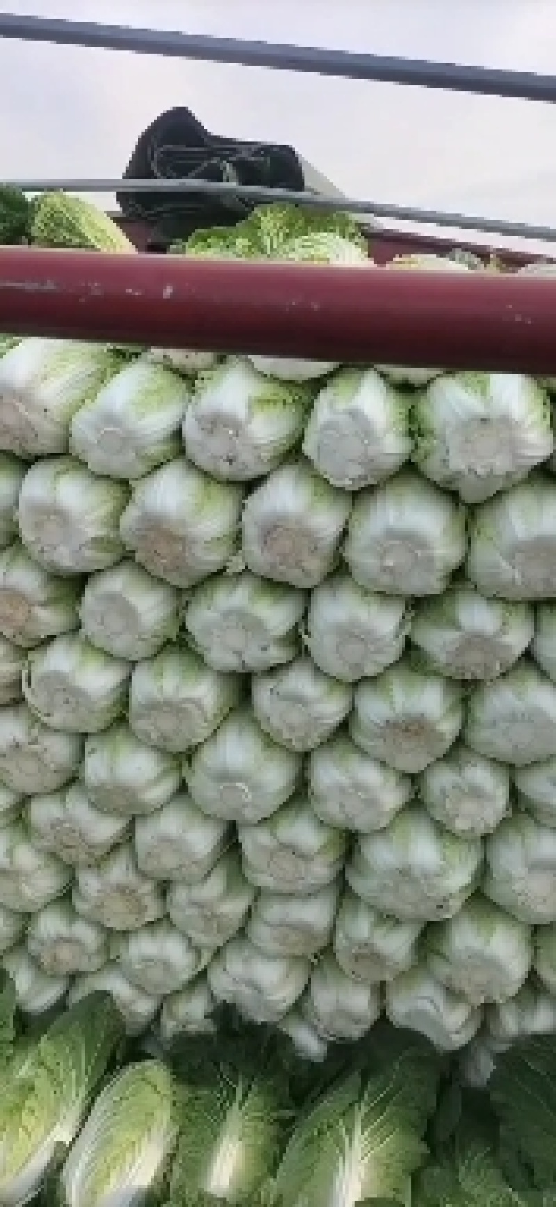春白菜大量上市了，视频看货并可代发到各大批发市场