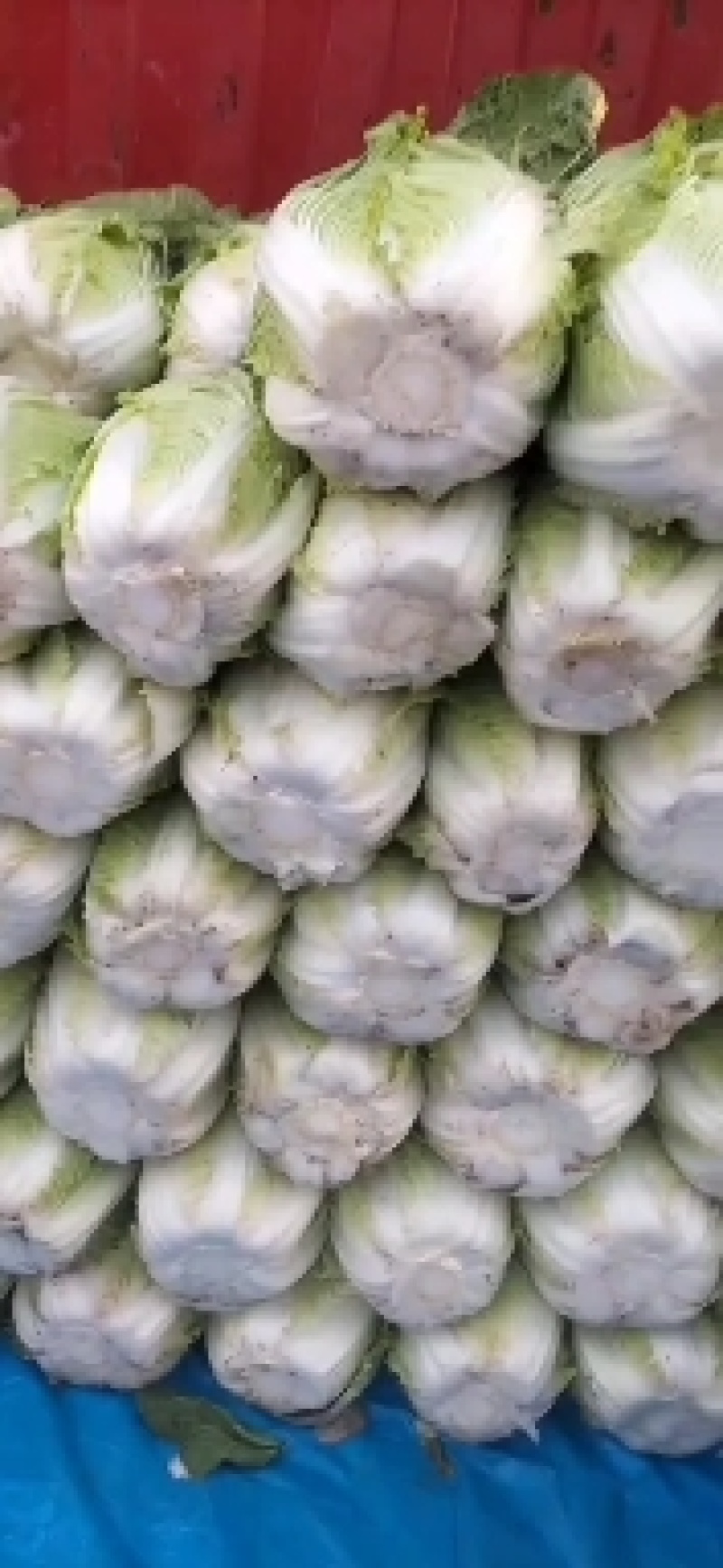 春白菜大量上市了，视频看货并可代发到各大批发市场