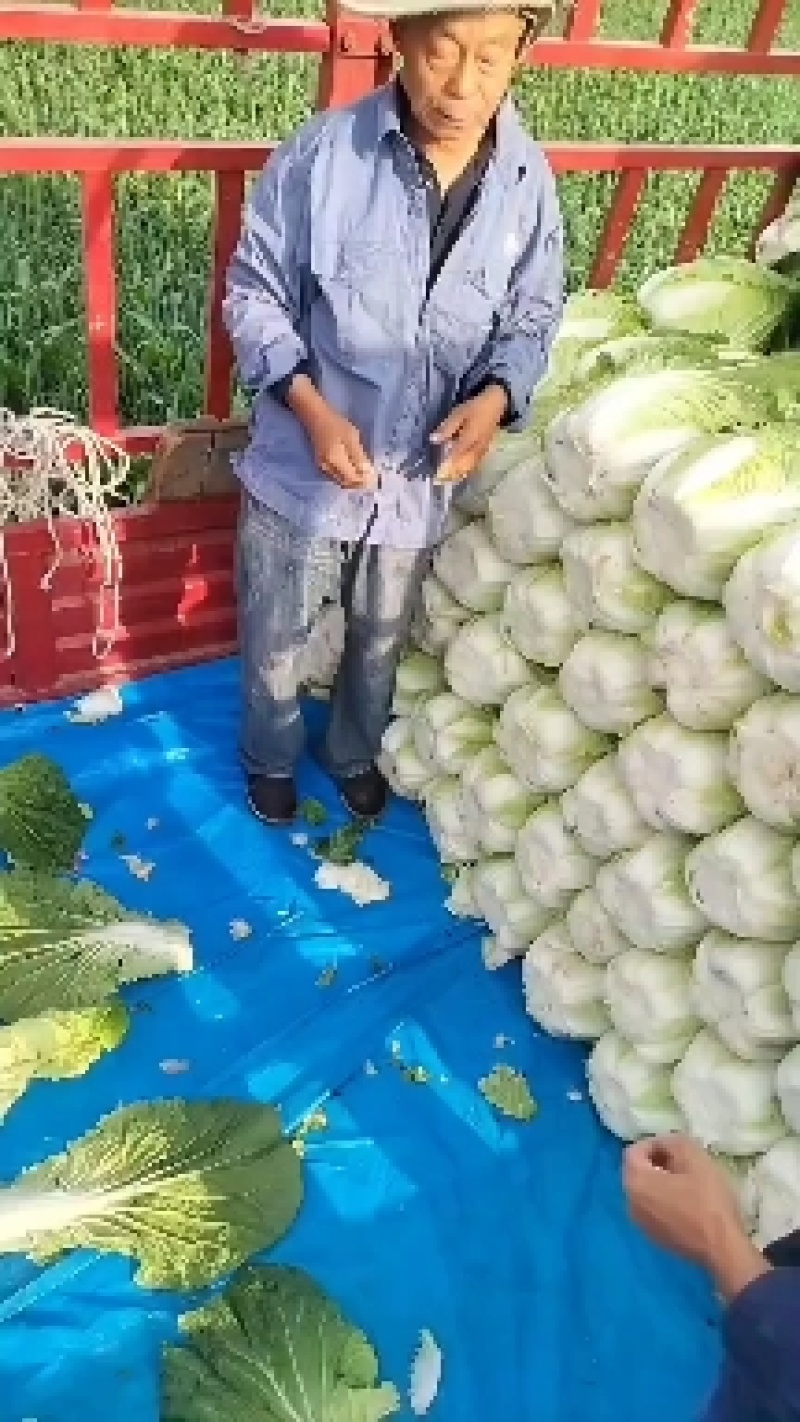 春白菜大量上市了，视频看货并可代发到各大批发市场