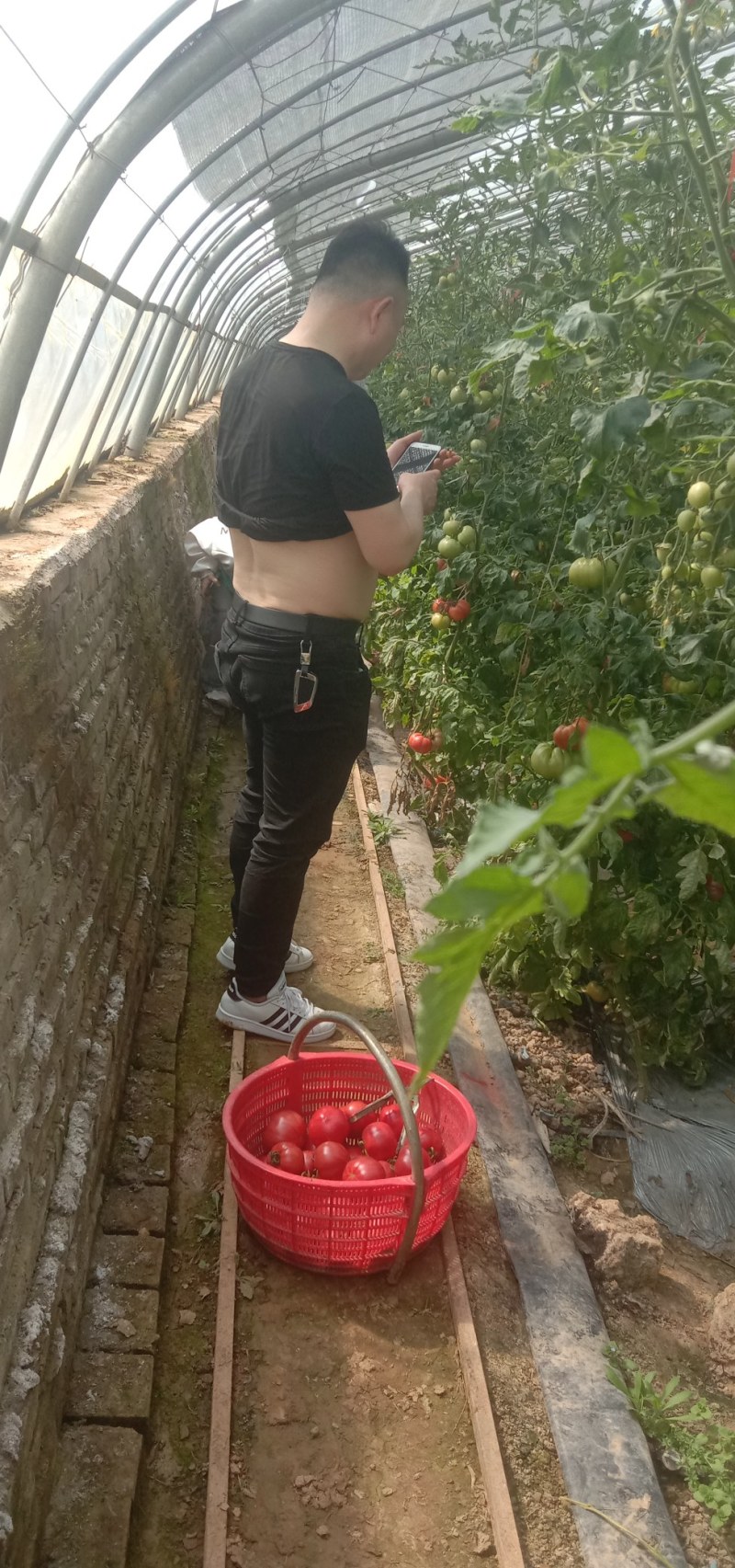 新鲜普罗旺斯水果西红柿
