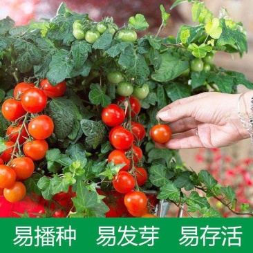 盆栽小番茄种子小西红柿圣女果农家阳台水果蔬菜种子孑