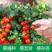盆栽小番茄种子小西红柿圣女果农家阳台水果蔬菜种子孑