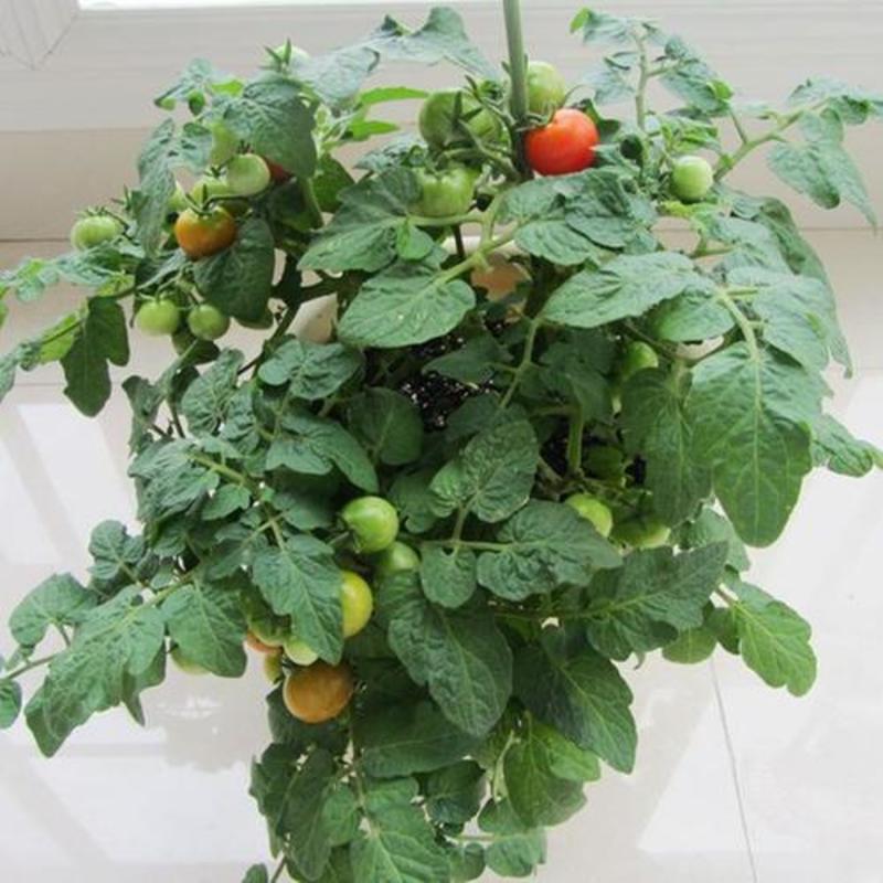 盆栽小番茄种子小西红柿圣女果农家阳台水果蔬菜种子孑