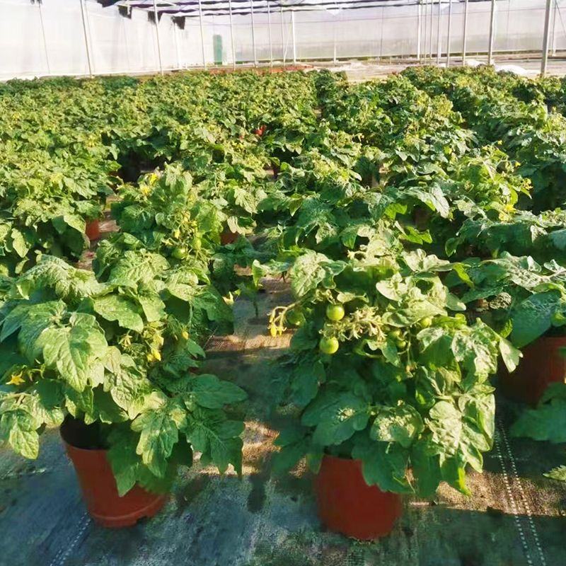 盆栽小番茄种子小西红柿圣女果农家阳台水果蔬菜种子孑