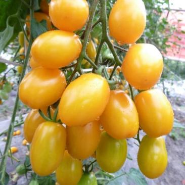 超甜金串串黄色小番茄种子串收西红柿樱桃圣女果种籽