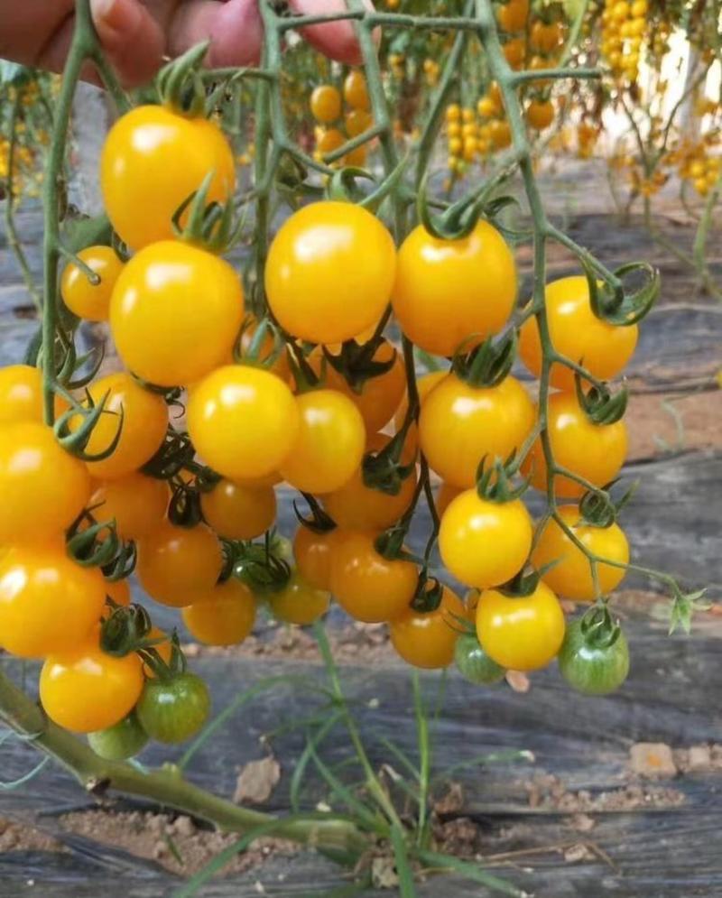 超甜金串串黄色小番茄种子串收西红柿樱桃圣女果种籽