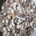 四川白芍生白芍白芍片可磨粉可按方抓药一件代发