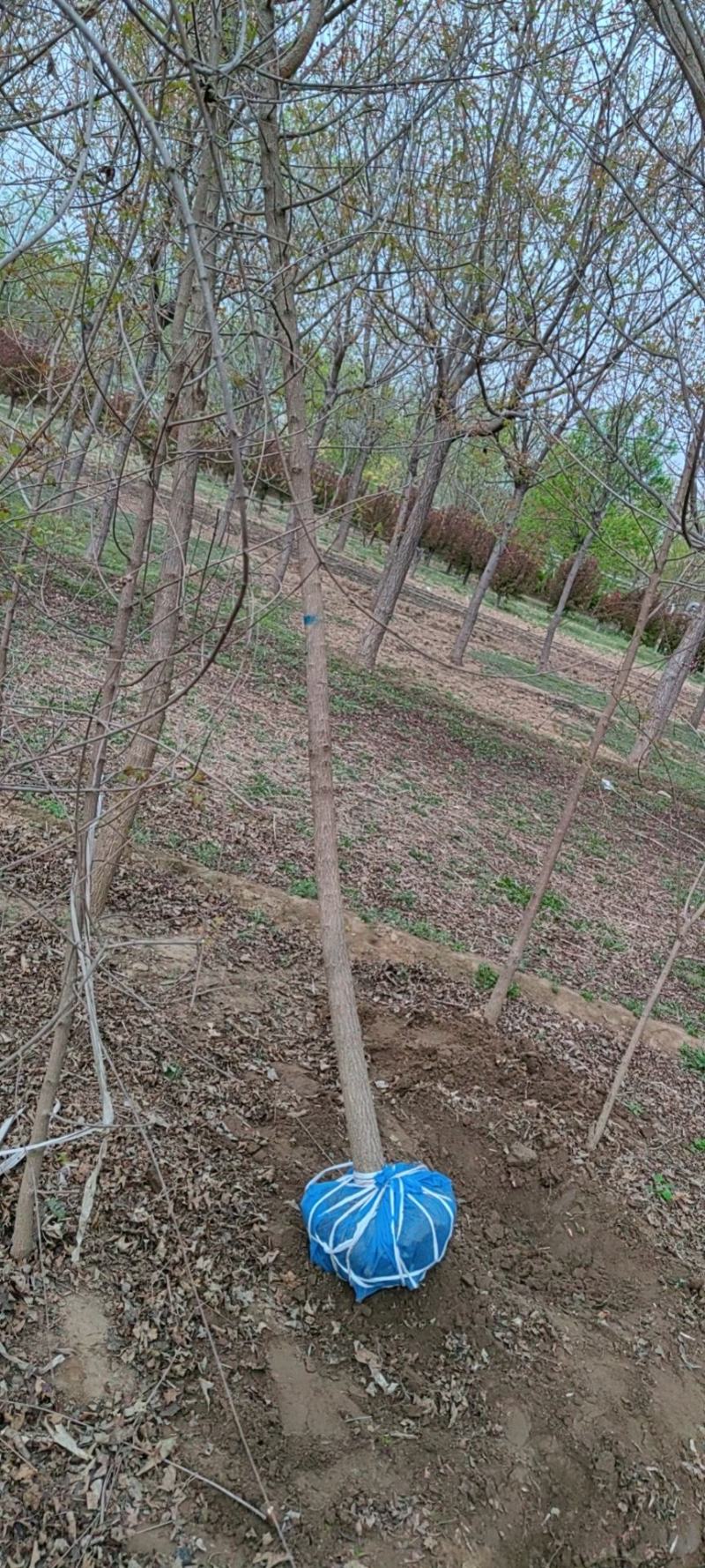 河北省保定市奥森苗圃场正在出售4-6公分五角枫20万棵