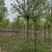 河北省保定市奥森苗圃场正在出售4-6公分五角枫20万棵