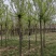 河北省保定市奥森苗圃场正在出售4-6公分五角枫20万棵