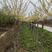 河北省保定市奥森苗圃场正在出售4-6公分五角枫20万棵