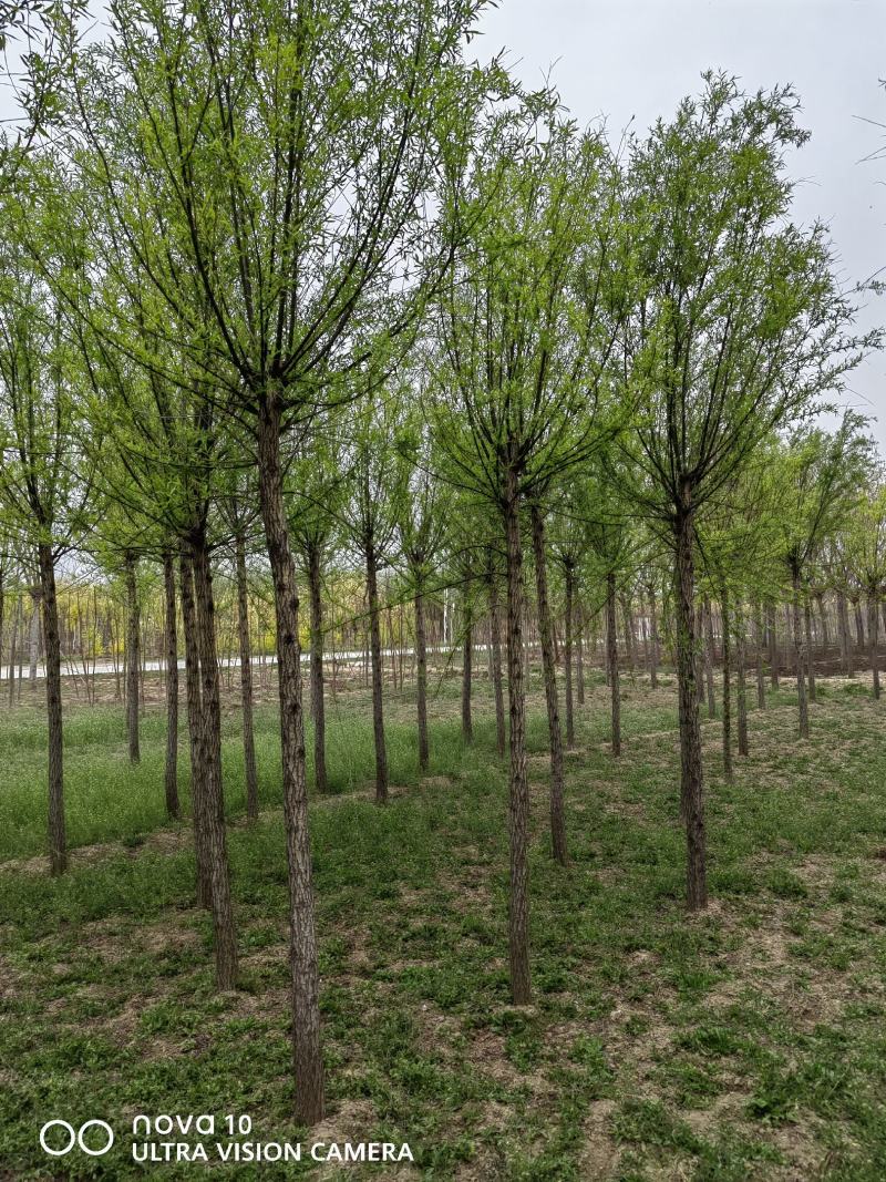 河北省保定市奥森苗圃场正在出售4-6公分五角枫20万棵