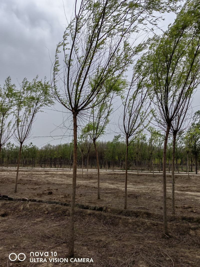 河北省保定市奥森苗圃场正在出售精品6-8公分垂柳10万棵