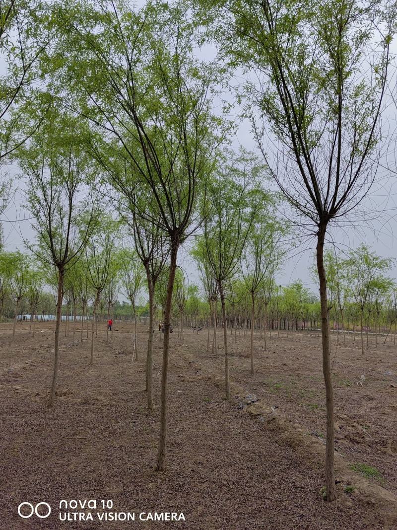 河北省保定市奥森苗圃场正在出售精品6-8公分垂柳10万棵