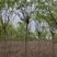 河北省保定市奥森苗圃场正在出售精品6-8公分速生垂柳