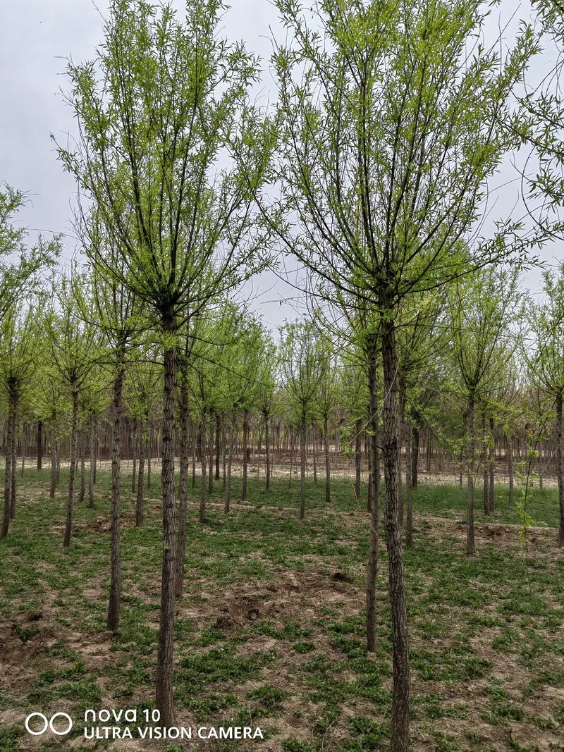 河北省保定市奥森苗圃场正在出售精品6-8公分速生垂柳