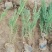 河北省保定市奥森苗圃场正在出售40-50高沙地柏