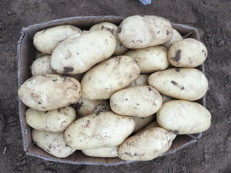 中薯5号土豆荷兰土豆1两半以上通货大量上市