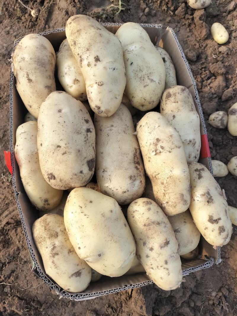 中薯5号土豆荷兰土豆1两半以上通货大量上市