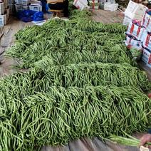 精品无丝豆己大量上市，质量好，基地直发，电商供货。