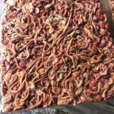 鸡肠饲料鸡肠养殖可用对接渔场品质保证欢迎电联