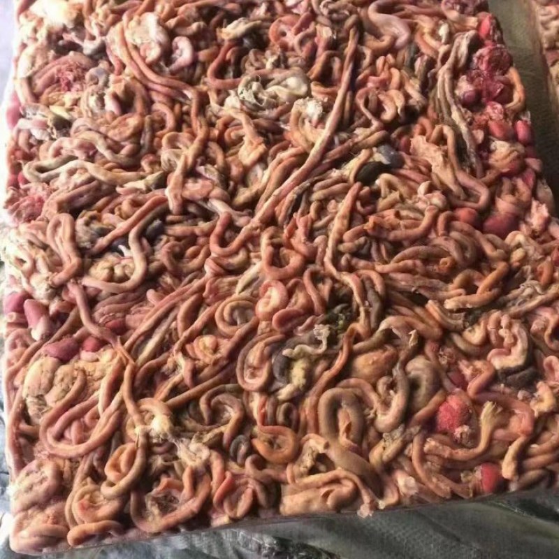 鸡肠饲料鸡肠养殖可用对接渔场品质保证欢迎电联