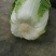 精品露地白菜大量上市