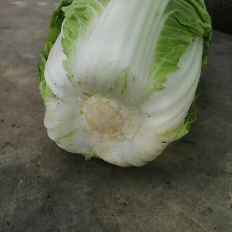 精品露地白菜大量上市