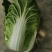 精品露地白菜大量上市