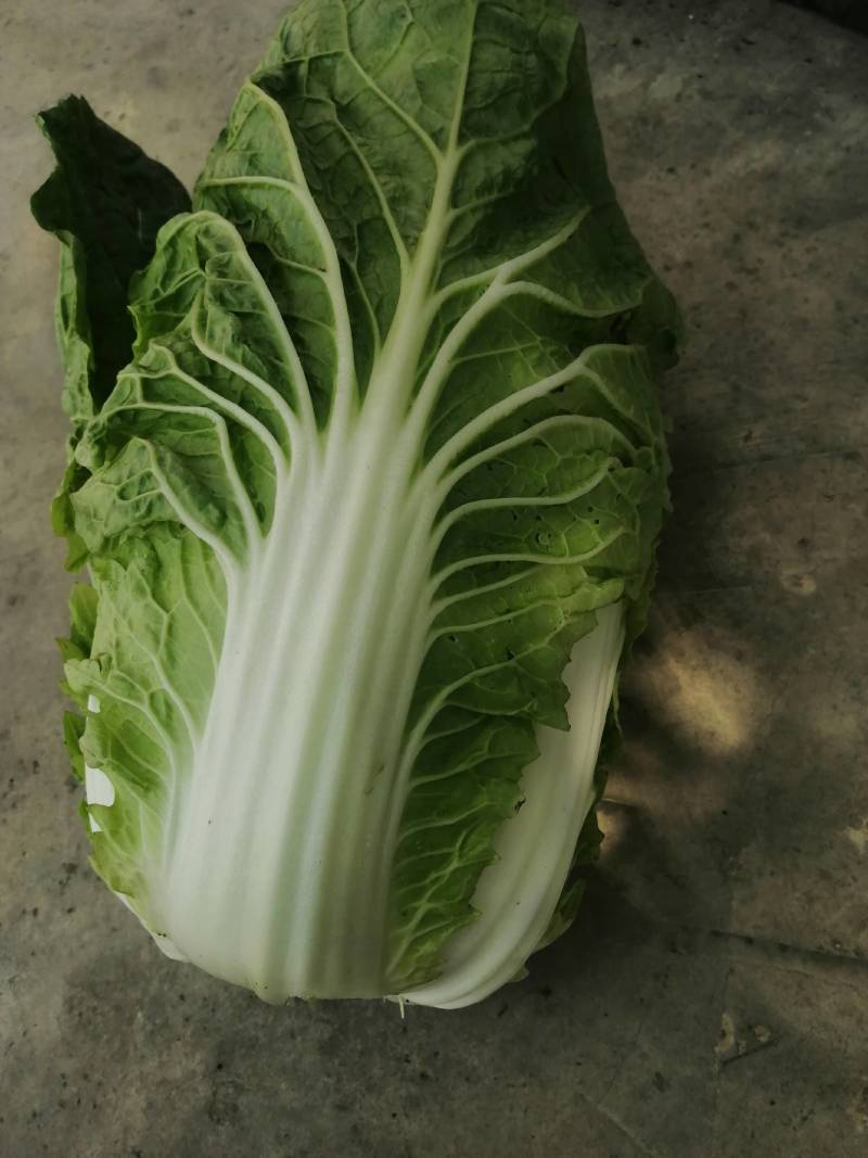 精品露地白菜大量上市
