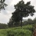 老树茶特级水仙茶