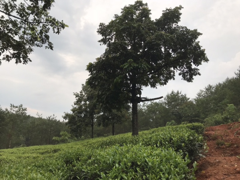 老树茶特级水仙茶