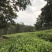 老树茶特级水仙茶