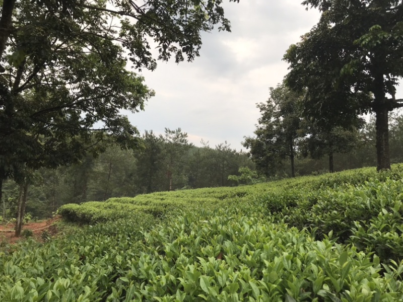 老树茶特级水仙茶