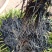 蔷薇花基地批发蔷薇花苗根系好成活率高优质花苗