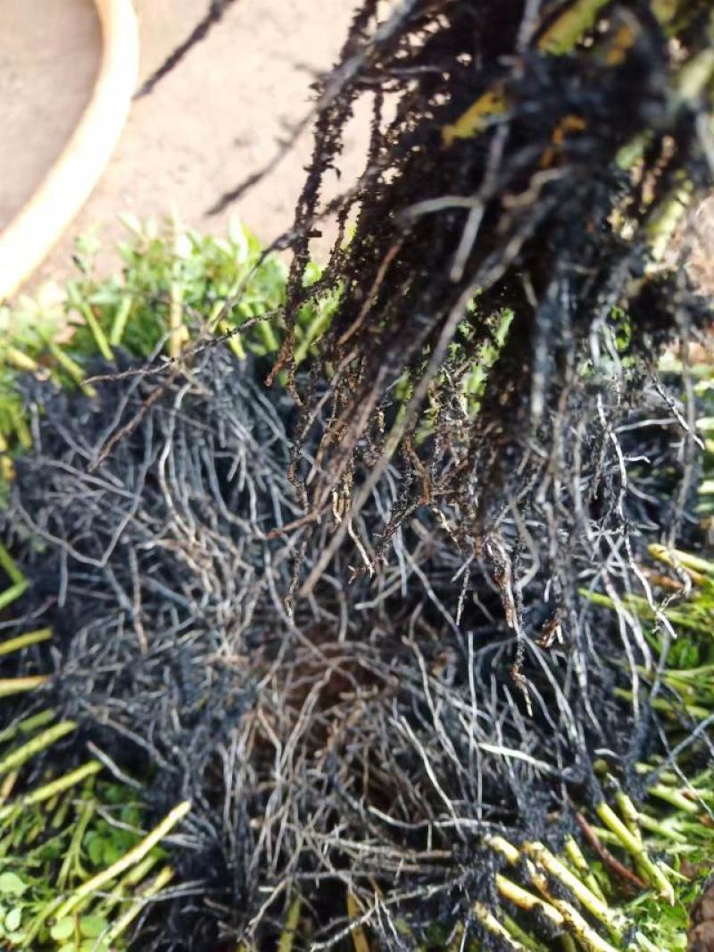 蔷薇花基地批发蔷薇花苗根系好成活率高优质花苗