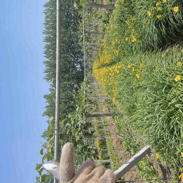 大花萱草