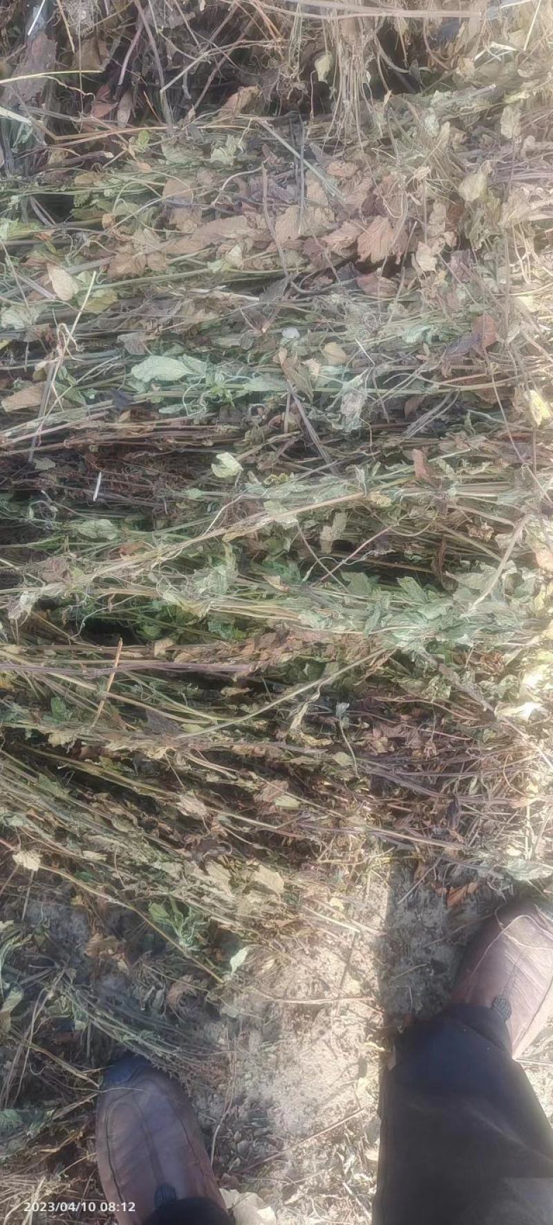 优质石见穿，一手货源，质量保证，欢迎选购，量大从优