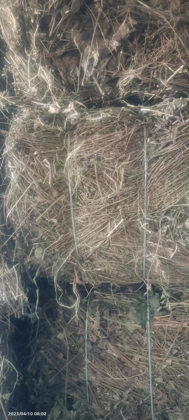 优质石见穿，一手货源，质量保证，欢迎选购，量大从优